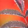Close-up of dew covered Rowan leaves (Sorbus aucuparia). Scotland. October 2006.
